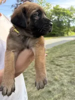 Shelly “yellow” , a female English Mastiff for sale in Forked River, NJ – 6 of 9