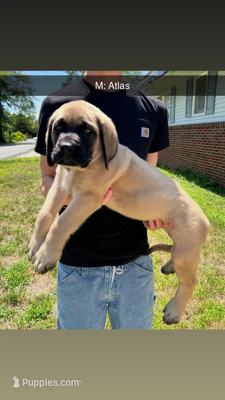 Atlas  – English Mastiff puppy for sale in Forked River, NJ