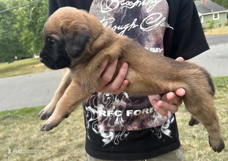 Neptune “black” – English Mastiff puppy for sale in Forked River, NJ