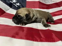 Storm “grey”, a male English Mastiff for sale in Forked River, NJ – 5 of 5