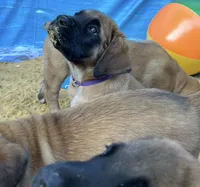 Pearl , a female English Mastiff for sale in Forked River, NJ – 7 of 10