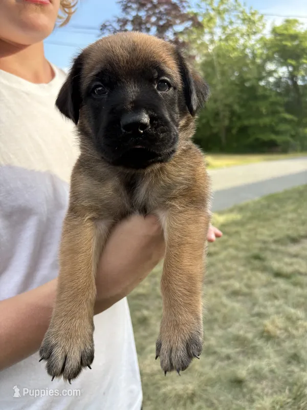 Shelly “yellow”  – English Mastiff puppy for sale in Forked River, NJ