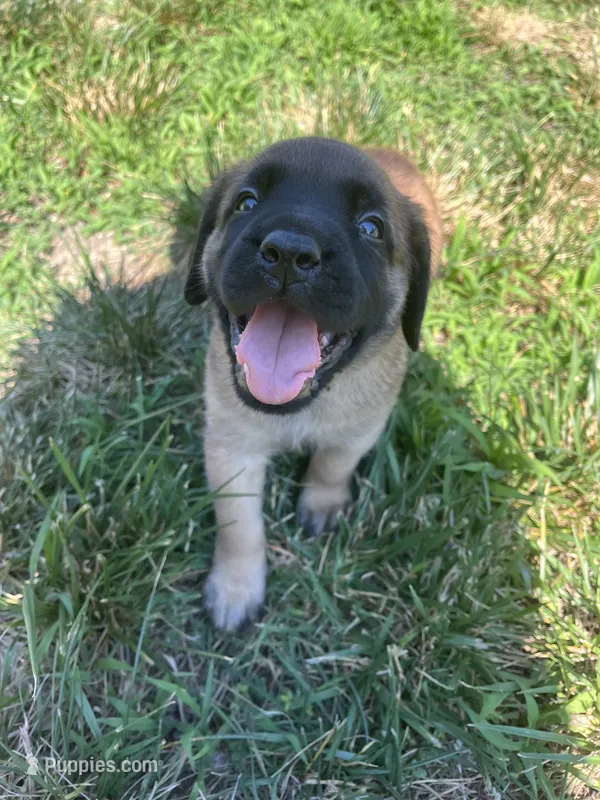Neptune “black” – English Mastiff puppy for sale in Forked River, NJ