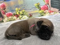 Sandy “pink”, a female English Mastiff for sale in Forked River, NJ – 4 of 4