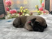 Sandy “pink”, a female English Mastiff for sale in Forked River, NJ – 3 of 4