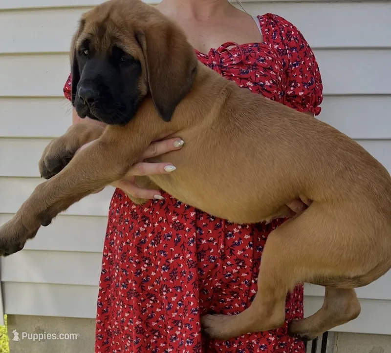 Shelly “yellow”  – English Mastiff puppy for sale in Forked River, NJ