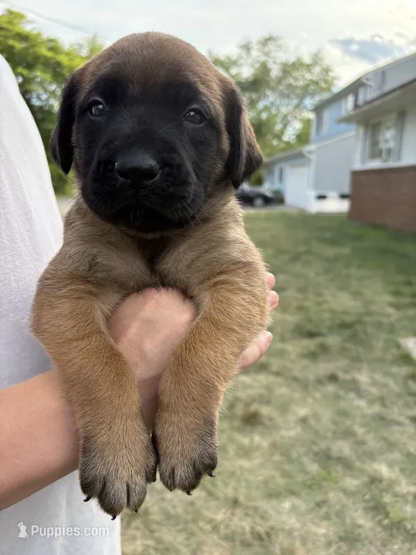 Pearl “purple” – English Mastiff puppy for sale in Forked River, NJ