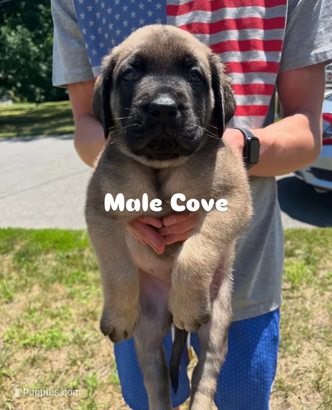 Cove “blue” – English Mastiff puppy for sale in Forked River, NJ