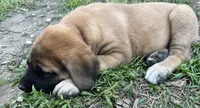 Coral “red”, a female English Mastiff for sale in Forked River, NJ – 7 of 9