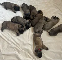 Shelly “yellow” , a female English Mastiff for sale in Forked River, NJ – 3 of 5