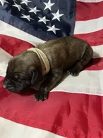 Sailor “white”, a male English Mastiff for sale in Forked River, NJ – 4 of 4