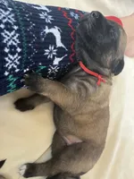 Coral “red”, a female English Mastiff for sale in Forked River, NJ – 2 of 5