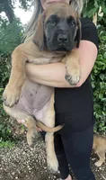 Pearl, a female English Mastiff for sale in Forked River, NJ – 1 of 5