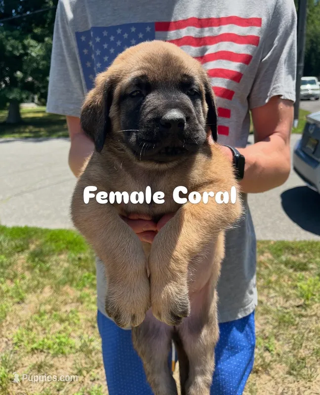 Coral “red” – English Mastiff puppy for sale in Forked River, NJ