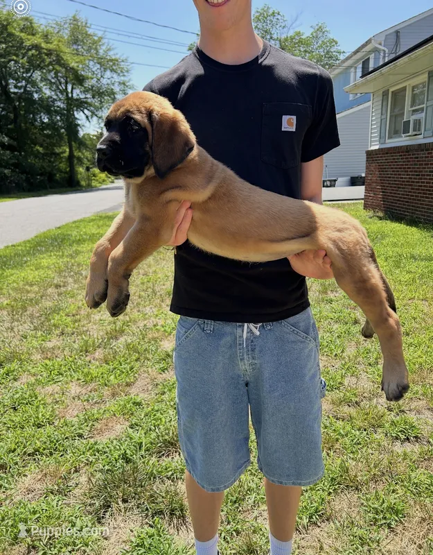 Shelly “yellow”  – English Mastiff puppy for sale in Forked River, NJ
