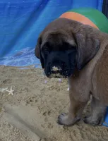 Pearl, a female English Mastiff for sale in Forked River, NJ – 2 of 5