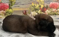 Sailor “white”, a male English Mastiff for sale in Forked River, NJ – 3 of 4