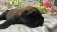 Neptune “black”, a male English Mastiff for sale in Forked River, NJ – 4 of 6
