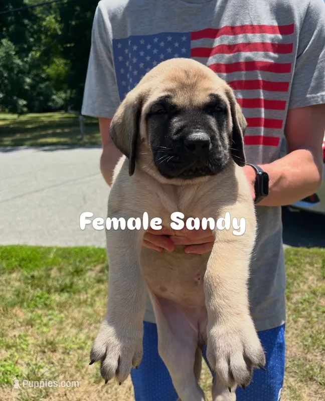 Sandy “pink” – English Mastiff puppy for sale in Forked River, NJ