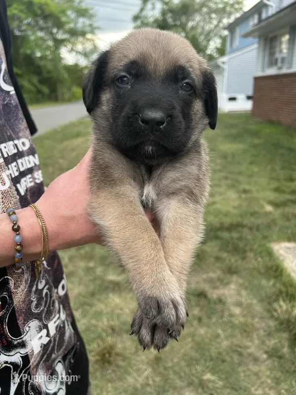 Atlas “orange” – English Mastiff puppy for sale in Forked River, NJ