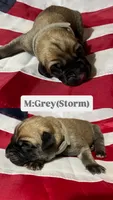 Storm “grey”, a male English Mastiff for sale in Forked River, NJ – 2 of 5