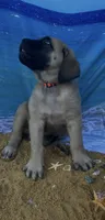 Atlas , a male English Mastiff for sale in Forked River, NJ – 6 of 7