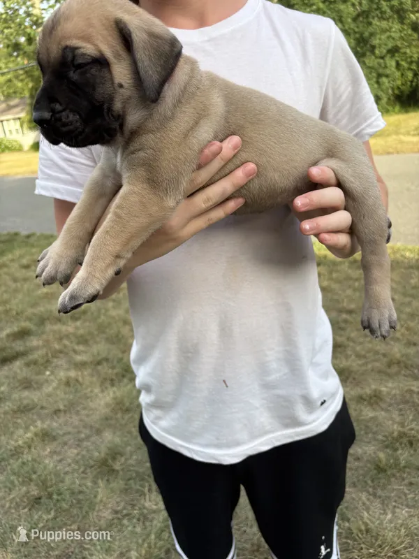 Sandy “pink” – English Mastiff puppy for sale in Forked River, NJ