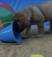 Coral “red”, a female English Mastiff for sale in Forked River, NJ – 2 of 9