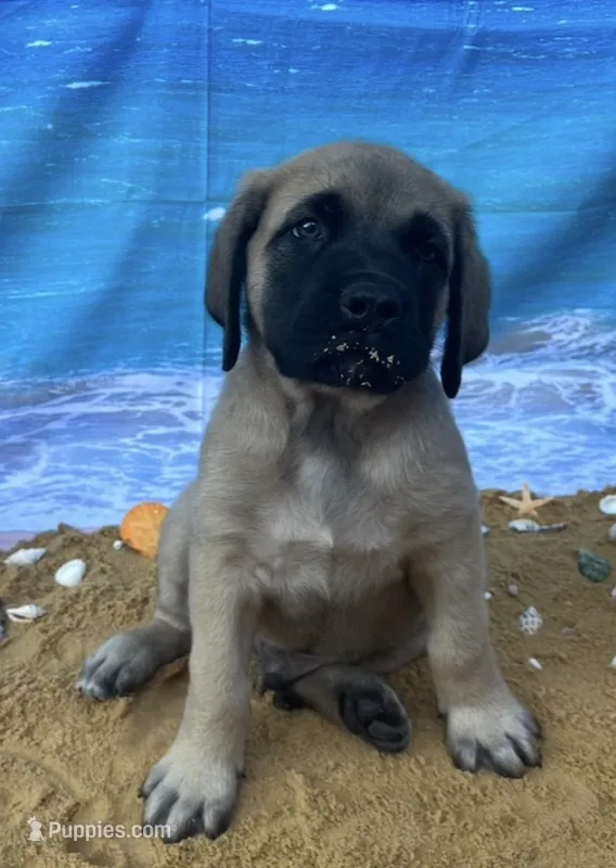 Atlas  – English Mastiff puppy for sale in Forked River, NJ