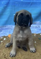 Atlas , a male English Mastiff for sale in Forked River, NJ – 1 of 7