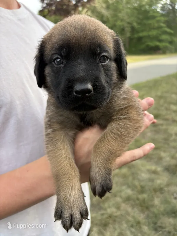 Bay “green” – English Mastiff puppy for sale in Forked River, NJ