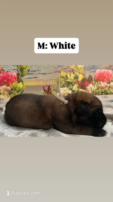 Sailor “white” – English Mastiff puppy for sale in Forked River, NJ