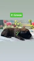 Bay “green”, a female English Mastiff for sale in Forked River, NJ – 1 of 2