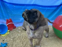 Pearl , a female English Mastiff for sale in Forked River, NJ – 10 of 10