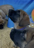 Pearl , a female English Mastiff for sale in Forked River, NJ – 8 of 10