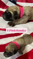Sandy “pink”, a female English Mastiff for sale in Forked River, NJ – 2 of 4