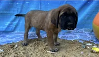 Pearl , a female English Mastiff for sale in Forked River, NJ – 2 of 10
