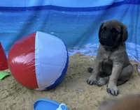 Bay “green”, a female English Mastiff for sale in Forked River, NJ – 3 of 10