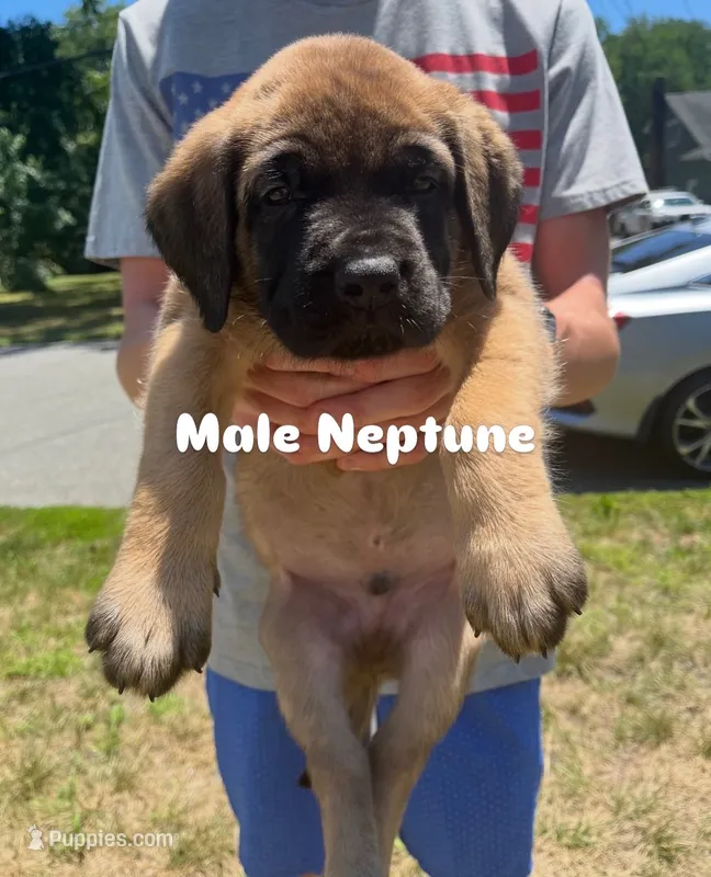 Neptune “black” – English Mastiff puppy for sale in Forked River, NJ