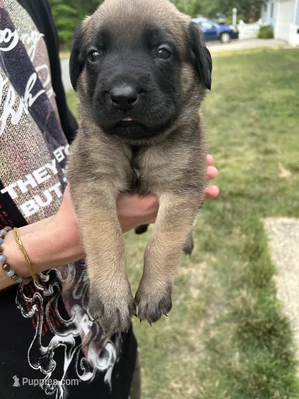 Cove “blue” – English Mastiff puppy for sale in Forked River, NJ
