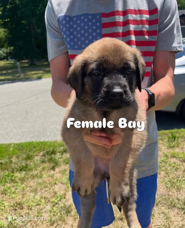 Bay “green” – English Mastiff puppy for sale in Forked River, NJ