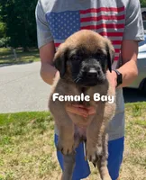 Bay “green”, a female English Mastiff for sale in Forked River, NJ – 7 of 10