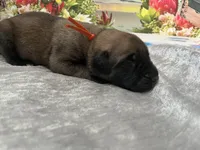 Coral “red”, a female English Mastiff for sale in Forked River, NJ – 5 of 5