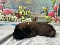 Shelly “yellow” , a female English Mastiff for sale in Forked River, NJ – 5 of 5