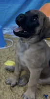 Shelly “yellow” , a female English Mastiff for sale in Forked River, NJ – 3 of 9