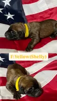 Shelly “yellow” , a female English Mastiff for sale in Forked River, NJ – 4 of 5