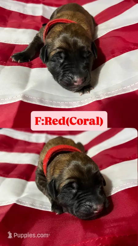Coral “red” – English Mastiff puppy for sale in Forked River, NJ