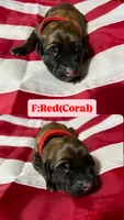 Coral “red”, a female English Mastiff for sale in Forked River, NJ – 1 of 5