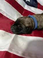 Cove “blue”, a male English Mastiff for sale in Forked River, NJ – 4 of 5