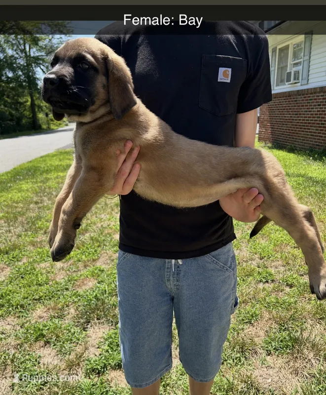 Bay “green” – English Mastiff puppy for sale in Forked River, NJ